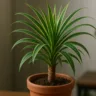 Como cultivar dracena sem excesso de água com 4 passos simples