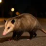 3 cuidados se você ver um gambá cruzando a rua à noite