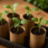 Como fazer mudas de plantas usando rolos de papel higiênico dica sustentável e prática