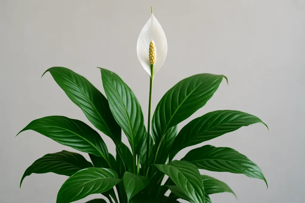 A planta que adora banheiro úmido saiba qual e como cuidar
