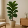Como evitar que o ficus lyra perca folhas após mudanças no ambiente