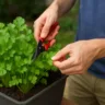Como cultivar coentro e colher em 30 dias com 5 dicas simples