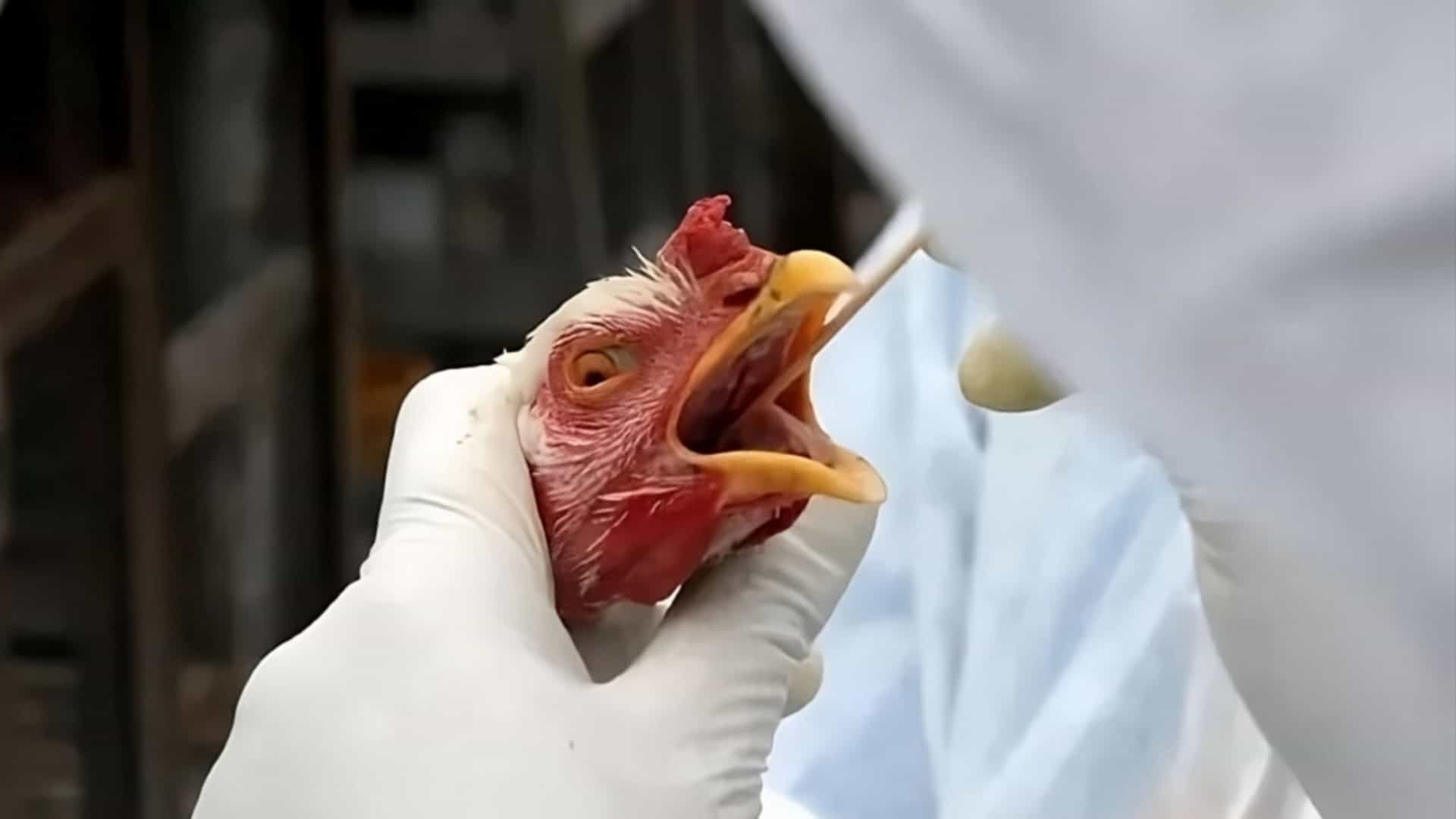 RS decreta estado de emergência em saúde animal