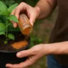 Como usar canela nas plantas e evitar fungos naturalmente