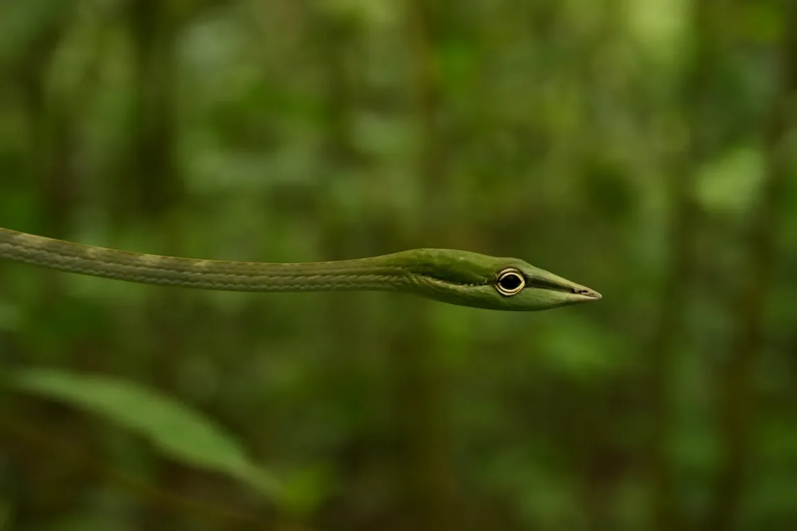 Serpente-cipó como ela se camufla e por que é difícil de notar