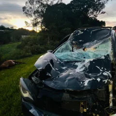 Acidente com cavalos soltos na Rota do Sol causa morte de animais e destruição de carro em Caxias do Sul