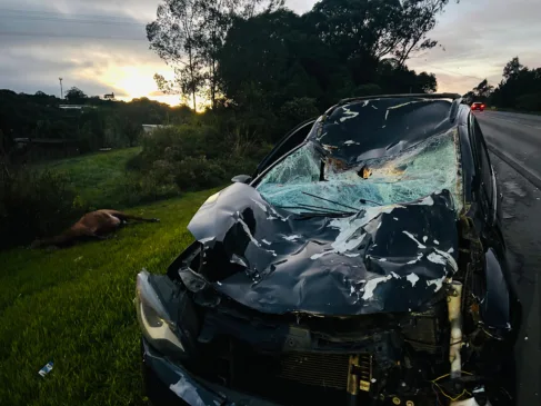 Acidente com cavalos soltos na Rota do Sol causa morte de animais e destruição de carro em Caxias do Sul