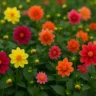 Como plantar georginas e garantir flores em 6 semanas
