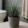 Planta-zebra folhas com listras elegantes e cresce até em banheiros com pouca luz
