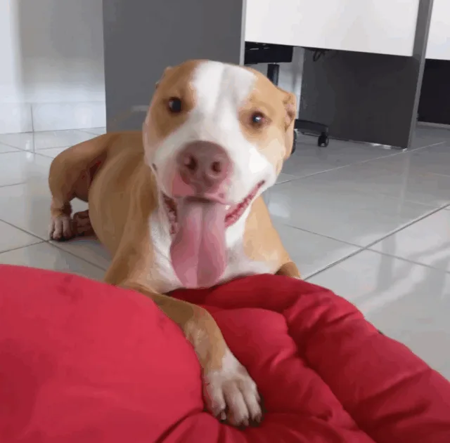 Foto: ONG SRD / Reprodução