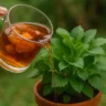 Truque com chá de casca de cebola para fortalecer plantas frágeis