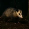 3 curiosidades sobre os hábitos noturnos do gambá brasileiro