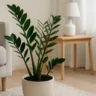 5 motivos para incorporar a zamioculca na sua decoração e transformar seu ambiente