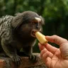Entenda o risco de alimentar macacos silvestres em áreas urbanas