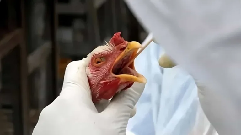 RS decreta estado de emergência em saúde animal