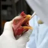 RS decreta estado de emergência em saúde animal