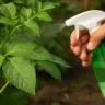 Bicarbonato nas folhas das plantas o truque combate pragas naturalmente