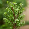 6 dicas para a portulacária-afra