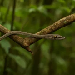 Serpente-cipó como ela se camufla e por que é difícil de notar