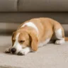 3 formas de tirar cheiro de xixi de cachorro do tapete usando vinagre e bicarbonato
