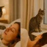Por que alguns gatos gostam de acordar os donos de madrugada
