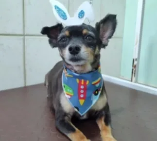 Polícia investiga mortes de cinco cachorros no bairro Santa Lúcia, em Caxias do Sul