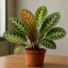 3 erros que fazem a maranta-riscada perder a cor e como evitar