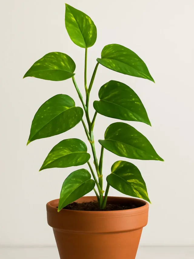 Jiboia verde 5 erros comuns que atrapalham o seu desenvolvimento