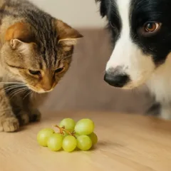 6 alimentos que parecem inofensivos mas são perigosos para pets