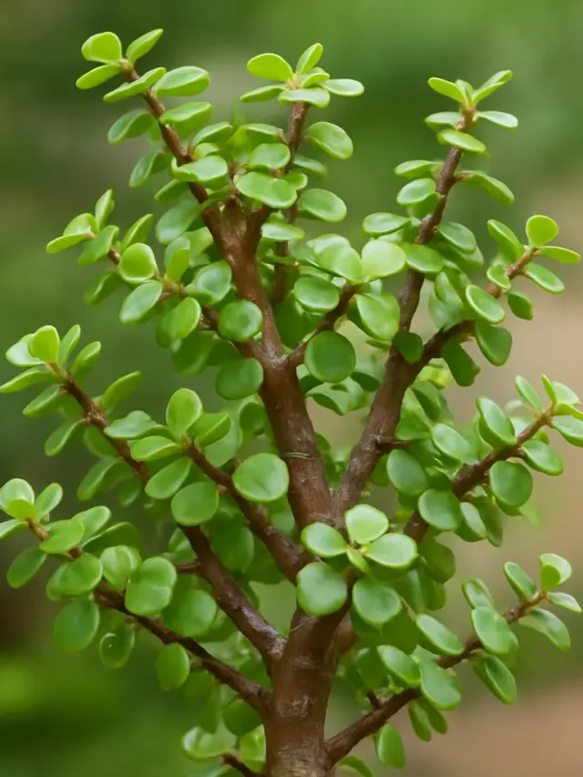 6 dicas para a portulacária-afra