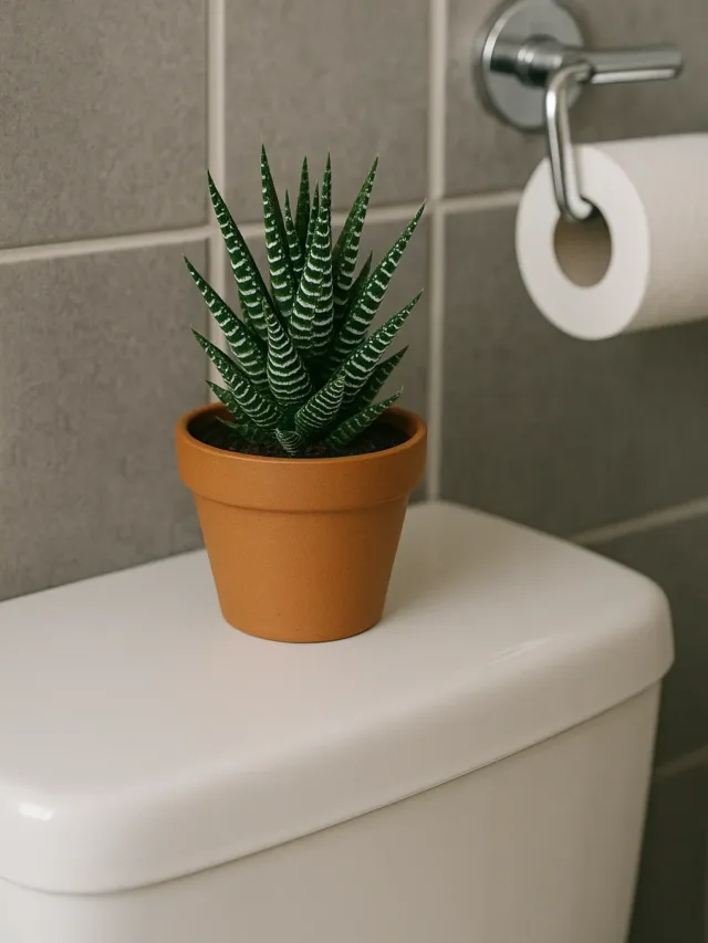 Planta-zebra com listras elegantes, cresce bem em banheiros