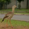 Esse pássaro cavador está invadindo áreas urbanas conheça a seriema