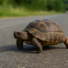 O que fazer se encontrar um jabuti atravessando a estrada
