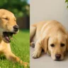 Por que seu cachorro mastiga grama e quando isso deve preocupar