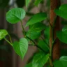 Jiboia verde 5 erros comuns que atrapalham o desenvolvimento