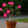 Onde posicionar sua rosa-do-deserto para que floresça regularmente