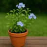 5 passos para fazer mudas de bela-emília com estaquia e multiplicar flores