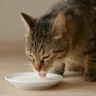 Gato pode mesmo tomar leite Entenda o que é mito e o que é risco real