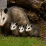 3 sinais de que há uma família de gambás morando por perto