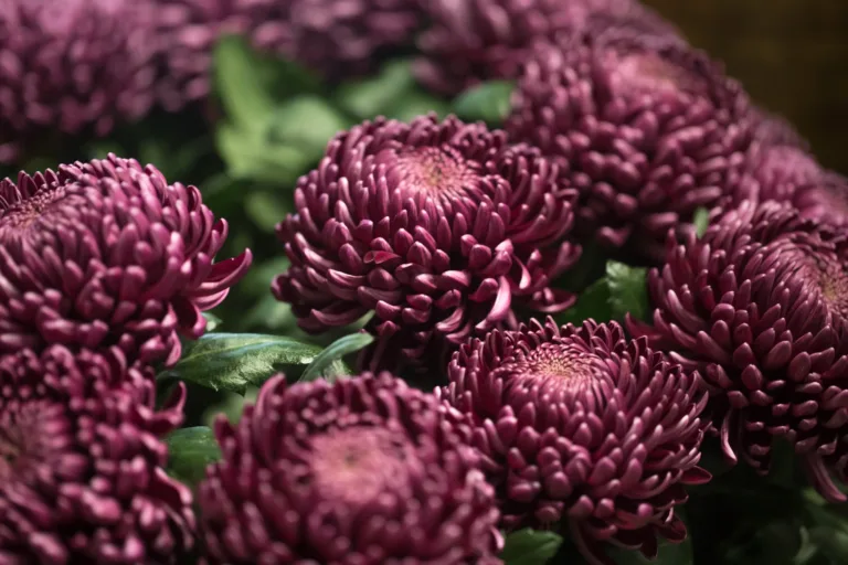 5 cuidados com o crisântemo para manter flores vibrantes por mais tempo - foto by freepik