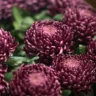5 cuidados com o crisântemo para manter flores vibrantes por mais tempo - foto by freepik