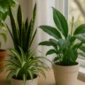 4 plantas que ajudam a purificar o ar e eliminar cheiro de cigarro da casa