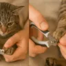Como cortar a unha do gato sem estresse em 3 etapas simples