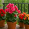 Como plantar begônia e deixar a varanda cheia de cor o ano inteiro