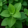 Como usar boldo para aliviar problemas digestivos de forma rápida e natural