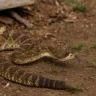 3 erros ao tentar espantar cobras do quintal que podem aumentar o perigo