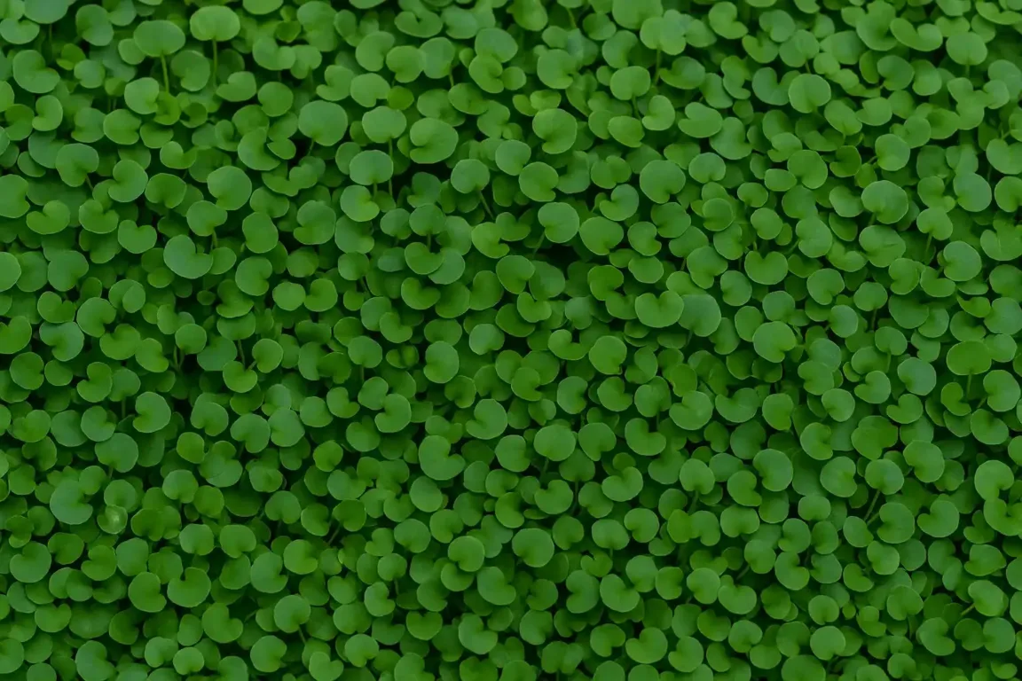 Tostão, a planta símbolo de fartura e que exige poucos cuidados