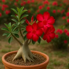 A rosa-do-deserto entra em colapso se o substrato for muito compactado