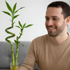 Dica de poda salvou meu bambu da sorte torto e sem brilho