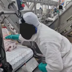 A empresa emprega cerca de duas mil pessoas e abate mais de 5,6 mil suínos por dia. (Foto: MPT-RS/ Divulgação)